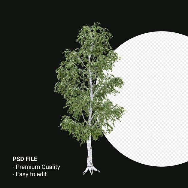 PSD betula pendula arbre rendu 3d isolé sur fond transparent