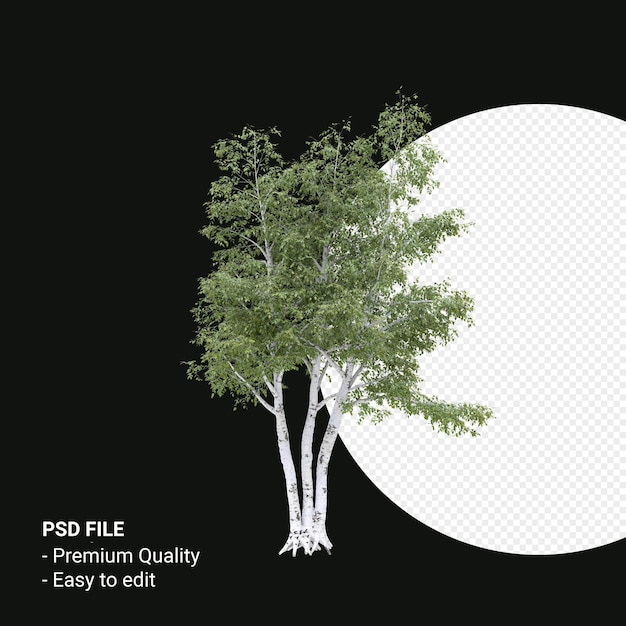 PSD betula pendula arbre rendu 3d isolé sur fond transparent