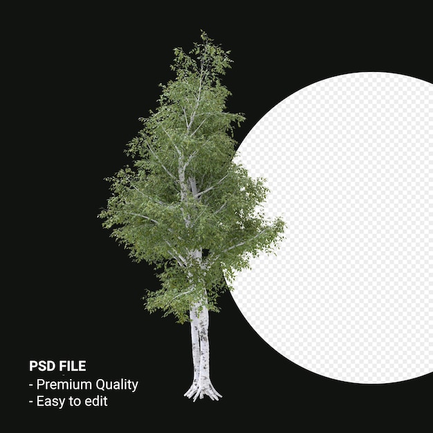 Betula Pendula Baum 3D-Rendering auf transparentem Hintergrund isoliert