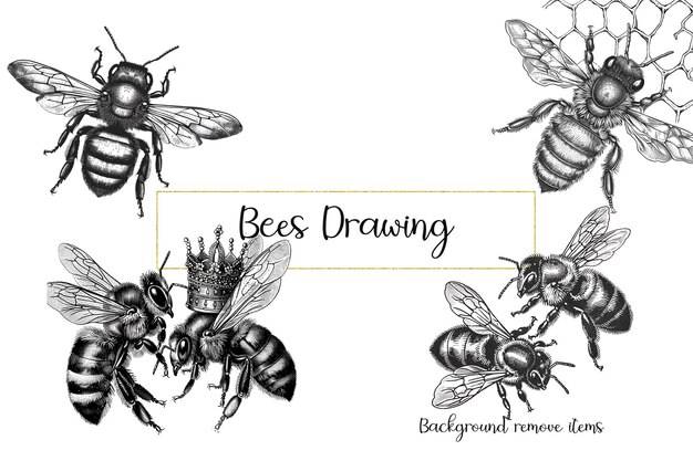 Bienen zeichnen clipart