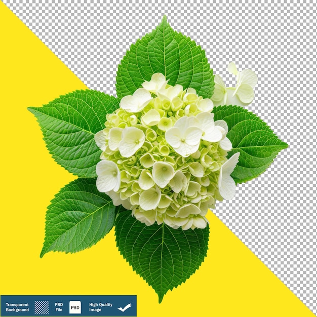 Big Hydrangea Pollen Foglie su sfondo bianco sfondo trasparente PNG PSD