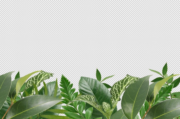 PSD bingkai alami dengan daun