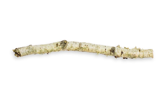Birch branch of a curved beautiful shape On an empty background