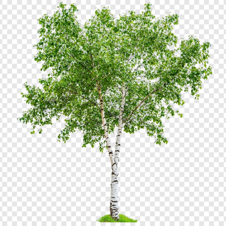 PSD birch tree isolated on transparent background