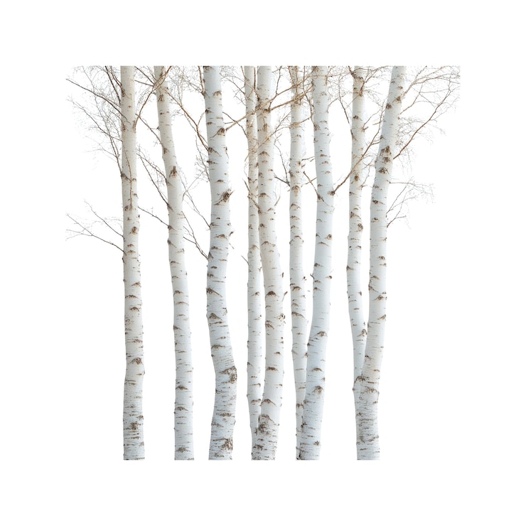 PSD birch trees in winter