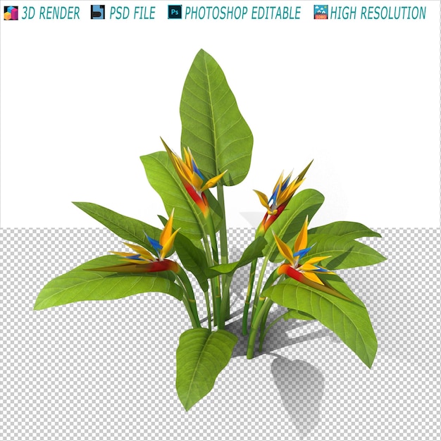 PSD bird of paradise flower 3d modeling arquivo psd