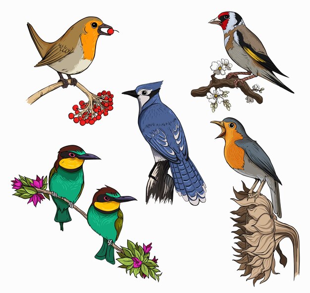 PSD birds_creatures_icons_colorful_classical_sketch