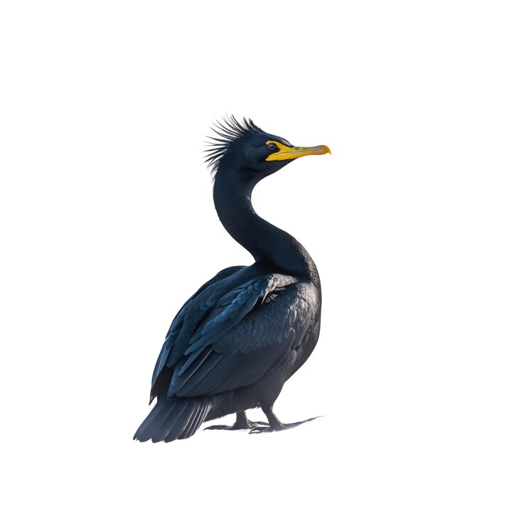 PSD black cormorant in profile against a white background