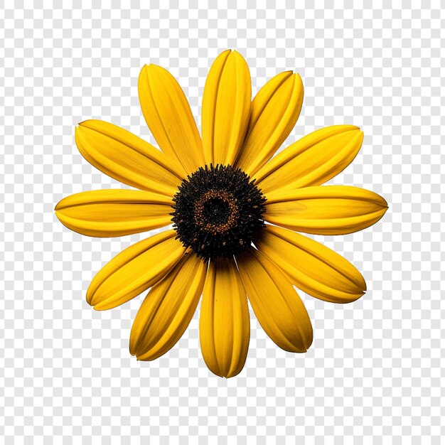 PSD black eyed susan png isolado em fundo transparente