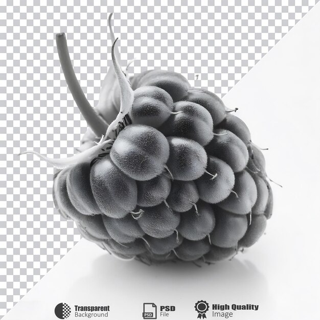 Blackberry Cluster aislado