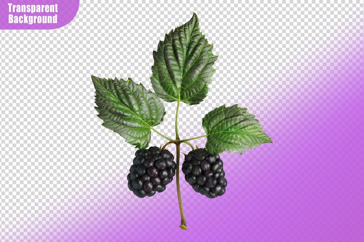 PSD blackberry con hojas aisladas sobre un fondo transparente