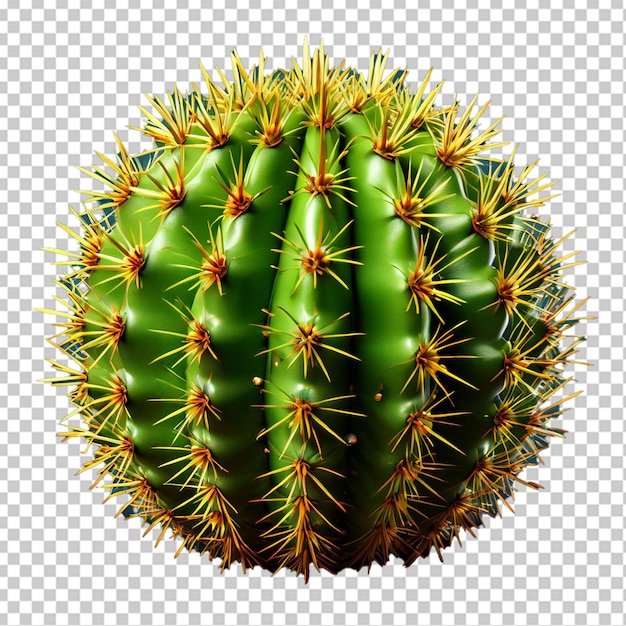 Blatt eines Opuntia Ficus Indica-Kaktus, isoliert auf Weiß