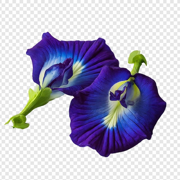 Blaue erbsen- oder asiatische taubenflügelblumen png isoliert auf durchsichtigem hintergrund premium psd