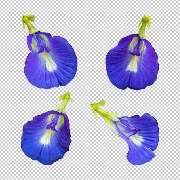 Blaue Erbsenblume isolierte Wiedergabe