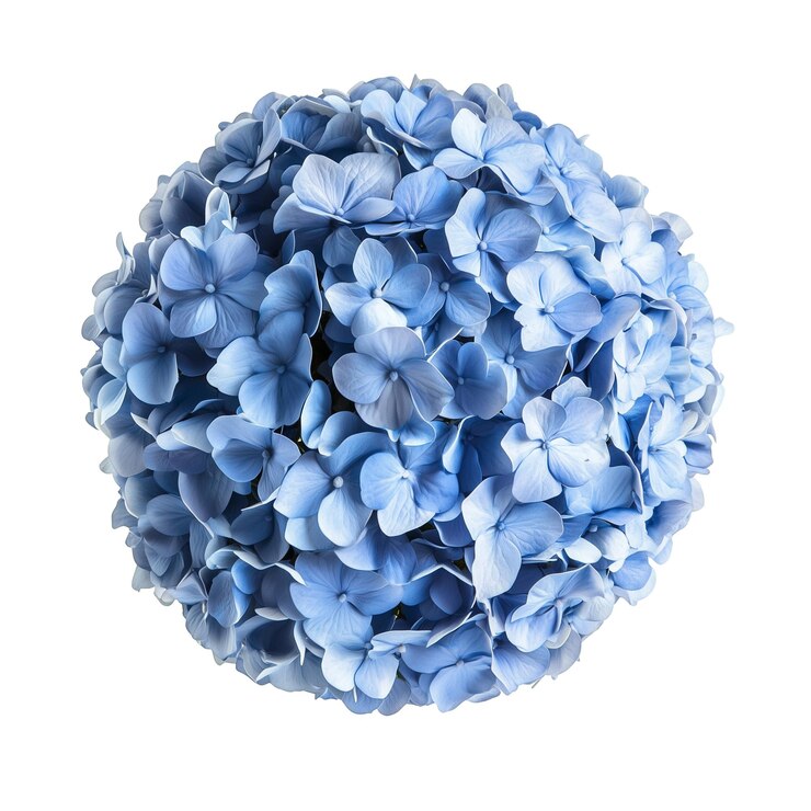 PSD blaue hydrangea-blumenkugel auf durchsichtigem oder weißem hintergrund