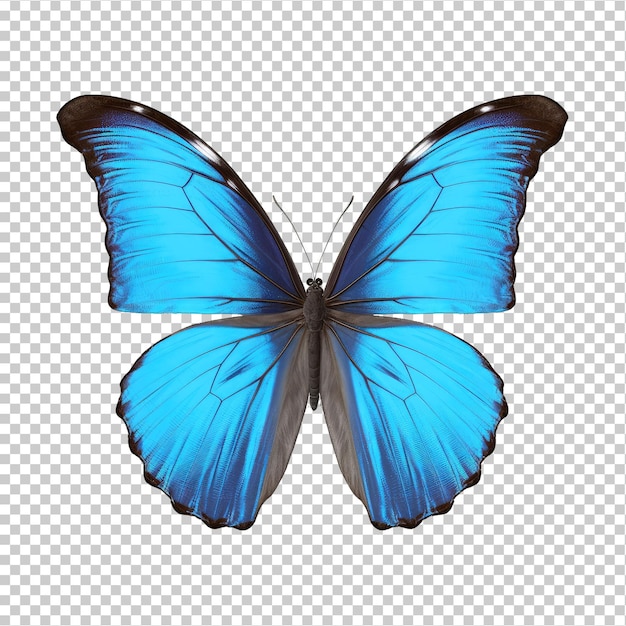 Blauer Morpho-Schmetterling isoliert auf transparentem Hintergrund