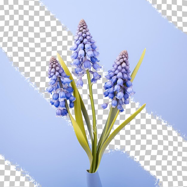 PSD les bleuets muscari armeniacum