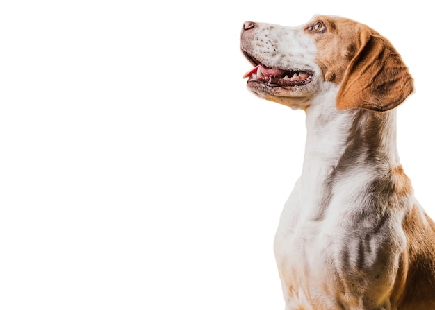 Blick auf den süßen braunen und weißen Schoßhund