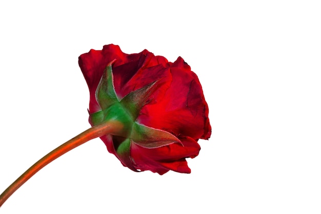 Blick auf schöne blühende Blumen