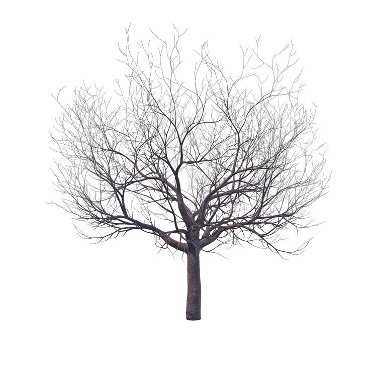 PSD bloßer kirschbaum isoliert transparenter hintergrund 3d-rendering