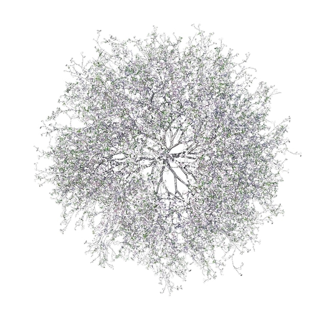 blossoming cherry tree drawing isolated transparent background