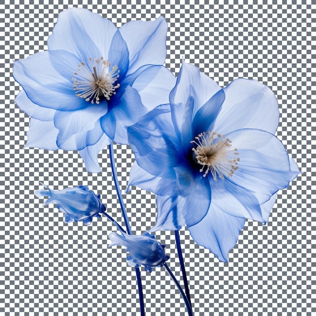 PSD blue iris flower