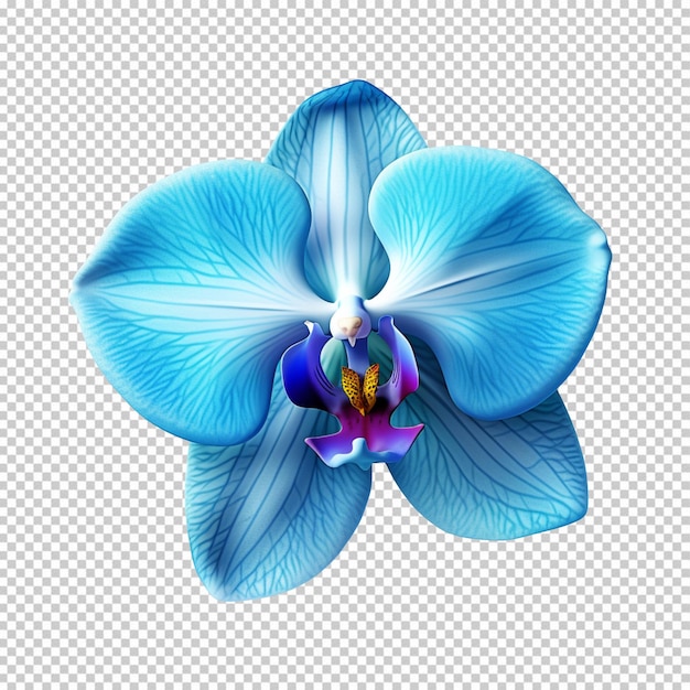 PSD blue orchid flower blossom isolated on transparent background png available