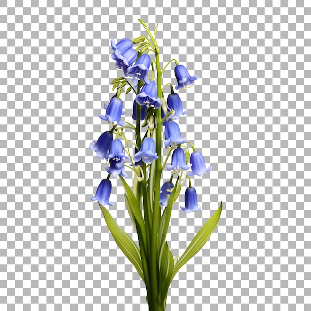 Bluebell em fundo transparente