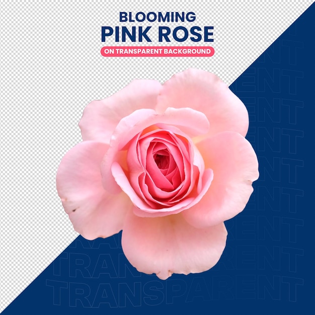 Blühende frische rosa Rose Top-Ansicht ohne Hintergrund PSD PNG