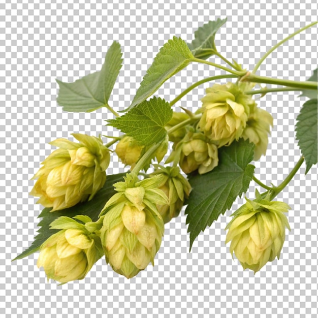 blühende Hopfen auf durchsichtigem Hintergrund