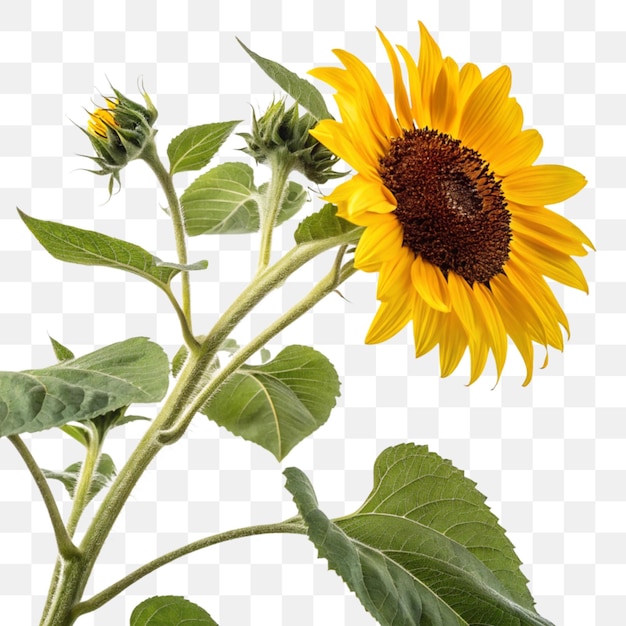 Blühende Sonnenblume auf durchsichtigem Hintergrund