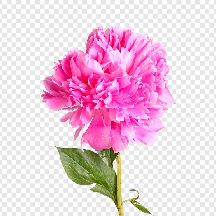PSD blüte der rosa pfeone
