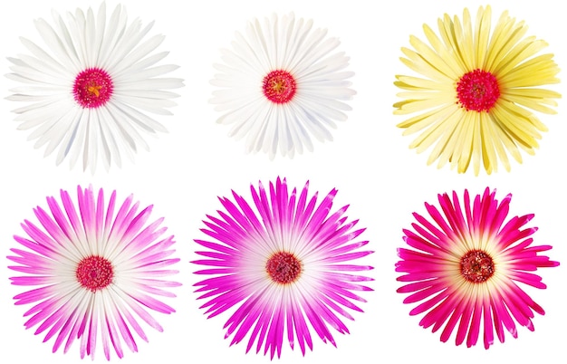 Blume Livingston Gänseblümchen eine Gruppe von Blumen, die verschiedene Farben haben