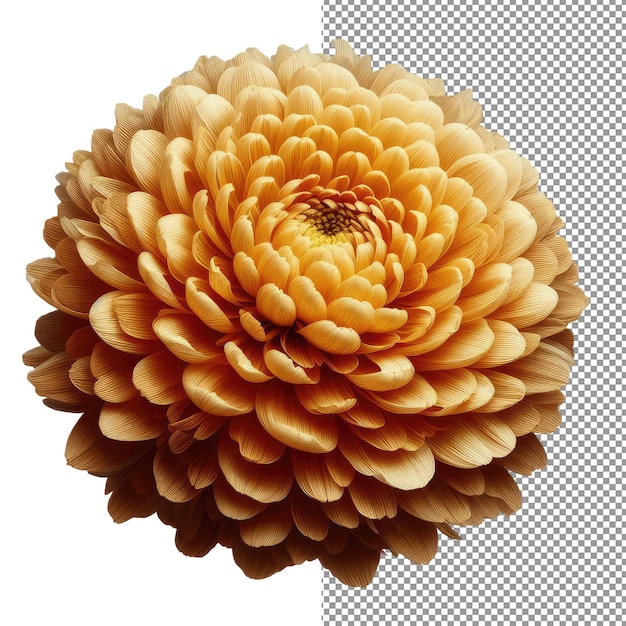 PSD blumen eleganz entdecken sie die schönheit der isolierten realistischen blumenfotografie