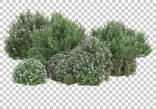 Blumenfeld auf transparentem Hintergrund 3D-Darstellung