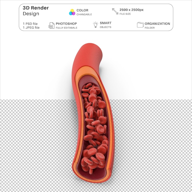 Blutgefäß in abschnitt 3d-modellierungs-psd-datei