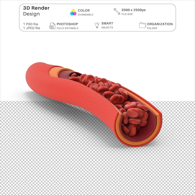 Blutgefäß in Abschnitt 3D-Modellierungs-PSD-Datei