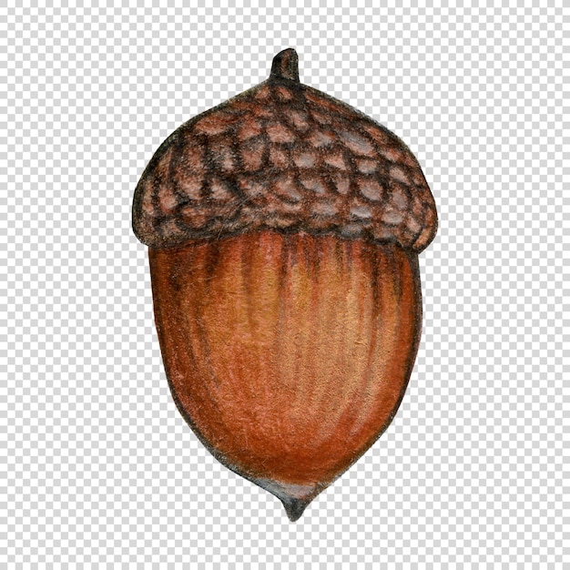 bolota