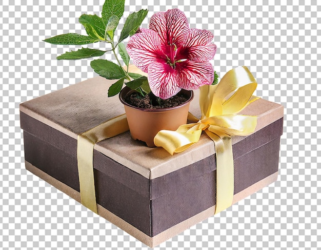 Bonita caja de regalo con una flor en la olla