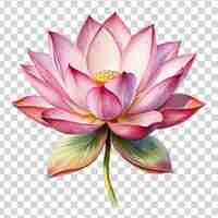 PSD bonita en rosa de una flor de loto aislada en un fondo transparente