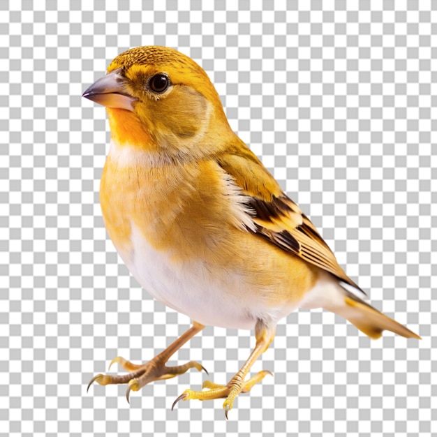 Bonito robin japonês em fundo transparente