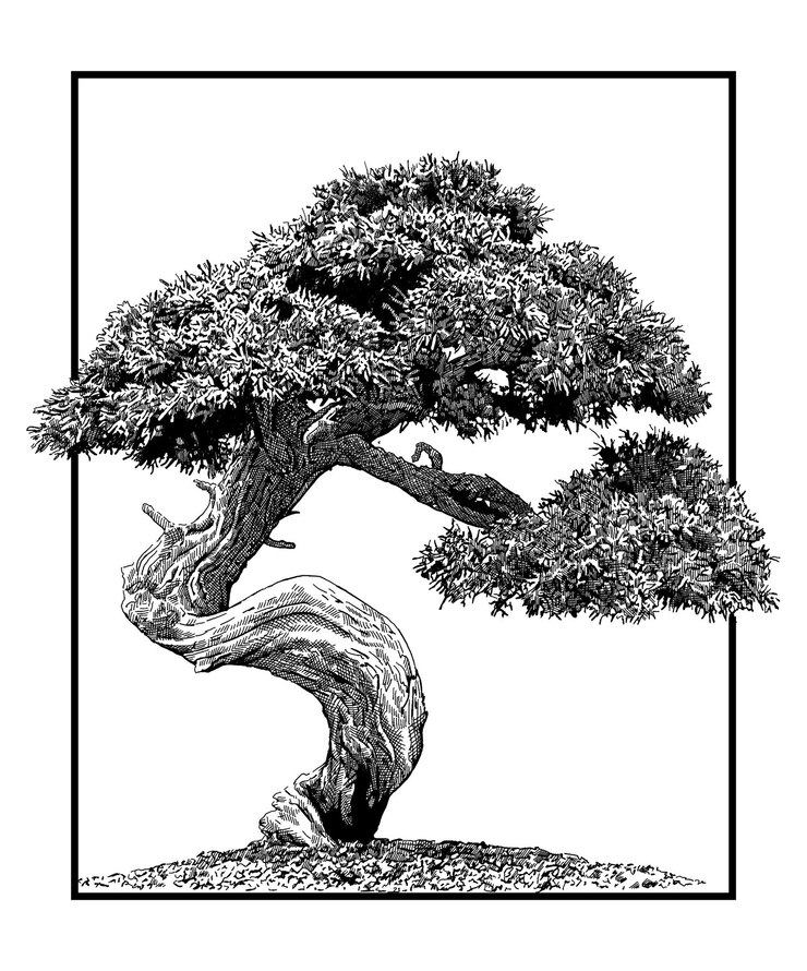 PSD el bonsai antiguo