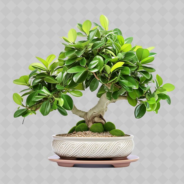 PSD un bonsai avec un fond blanc et un fond gris