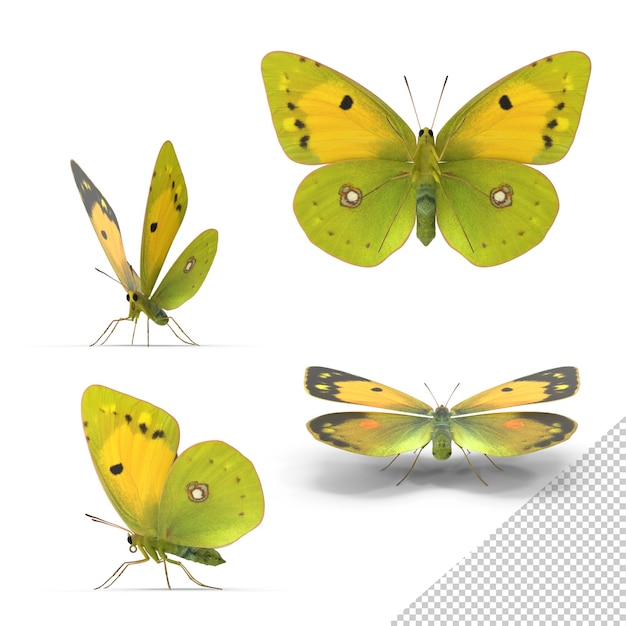 Borboleta amarela e verde