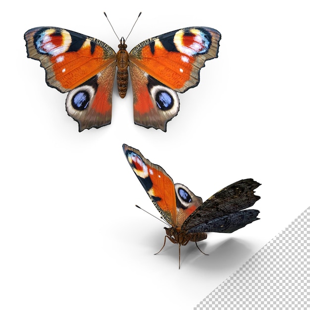 Borboleta do pavão