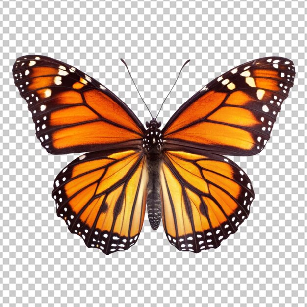 PSD borboleta em fundo transparente