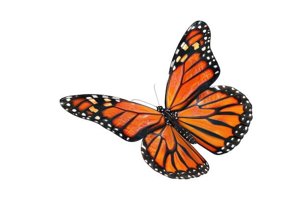 Borboleta laranja isolada em fundo branco Foto de estúdio da natureza AIG57