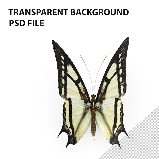 PSD borboleta papilio multicaudata png