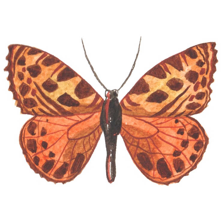 PSD borboleta pintada em aquarela elementos de design desenhados à mão isolados no fundo branco