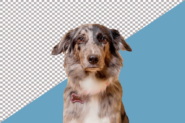 Border Collie Merle-Hundporträt auf durchsichtigem oder weißem Hintergrund png